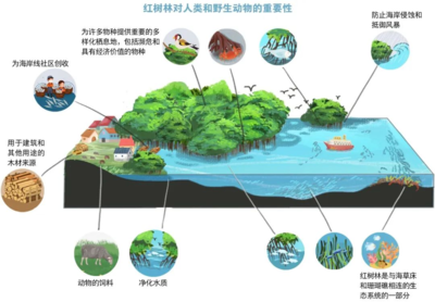 世界海洋日 | 保護海洋生態系統，人與自然和諧共生